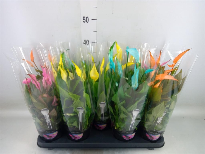 <h4>Spathiphyllum  'Bellini'</h4>