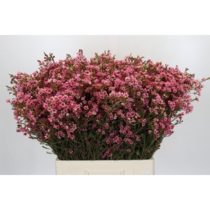 Chamelaucium Sarah's Delight