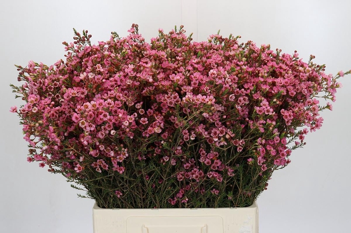 <h4>Chamelaucium Sarah's Delight</h4>