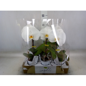 Phalaenopsis   ...white
