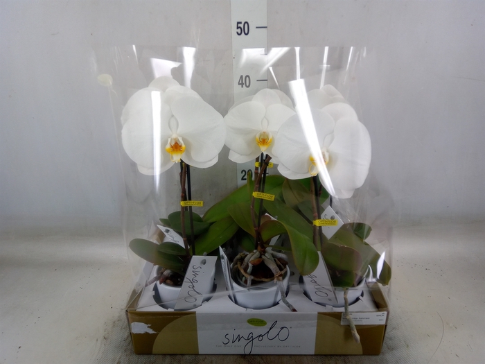 <h4>Phalaenopsis   ...white</h4>