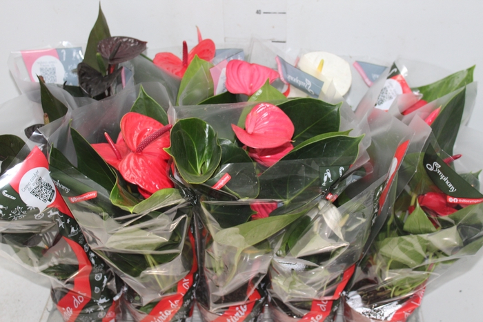 <h4>ANTHURIUM VARIADO P12</h4>