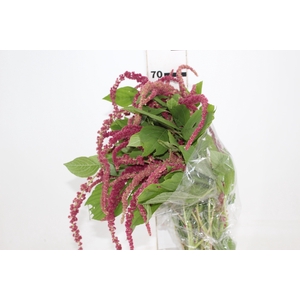 AMARANTHUS VINHO