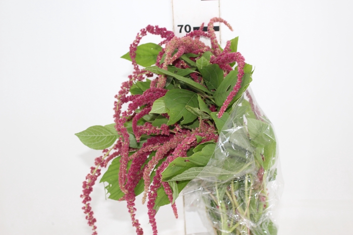 <h4>AMARANTHUS VINHO</h4>