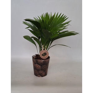 Livistona in smartcup 14 cm notenprint