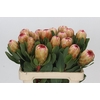 Protea Grandicolor