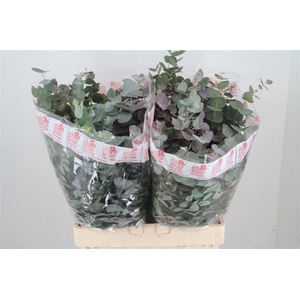 EUC CINEREA PER BOS