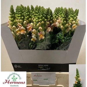 Antirrhinum Costa Apricot
