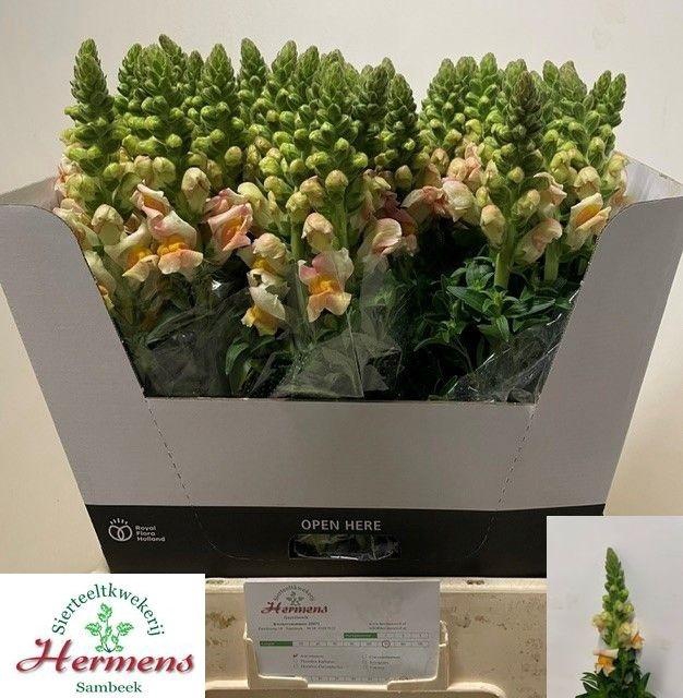 <h4>Antirrhinum Costa Apricot</h4>