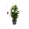 Dipladenia dubbelboog wit