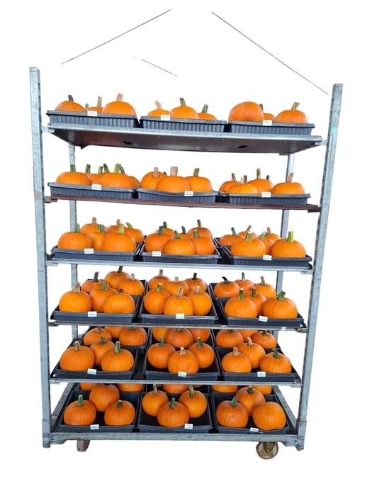 <h4>CUC MAXIMA HALLOWEEN</h4>