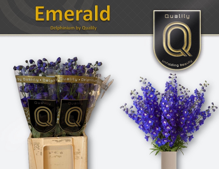<h4>Delphinium DU 'Delphis Emerald'</h4>