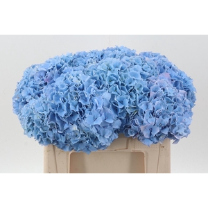 Hydr M Ch Challen Bl