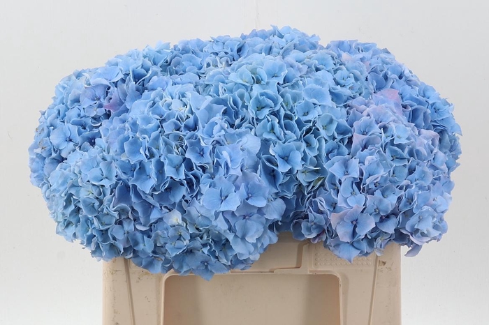 <h4>Hydr M Ch Challen Bl</h4>