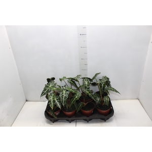 ALOCASIA POLLY P12