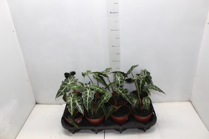 <h4>ALOCASIA POLLY P12</h4>