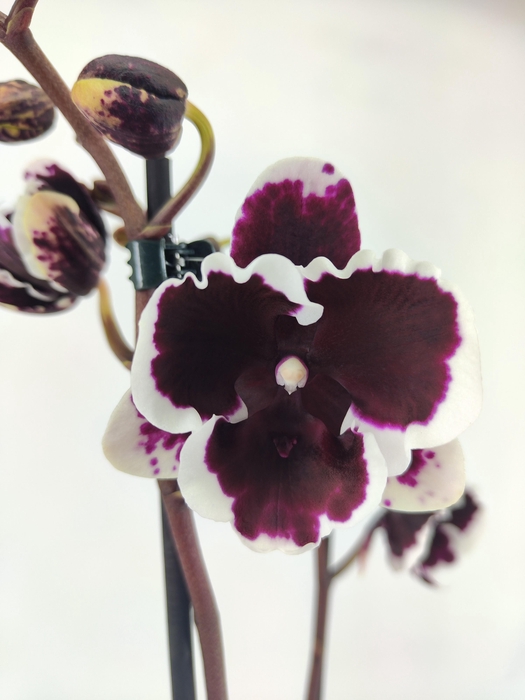 <h4>Limited 33 week 2</h4>