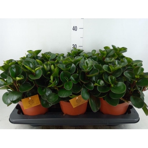 Peperomia obt. 'Burning Bush'