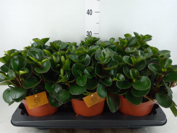 <h4>Peperomia obt. 'Burning Bush'</h4>