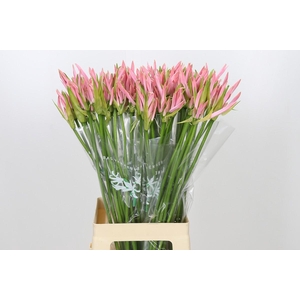 Nerine Vesta K