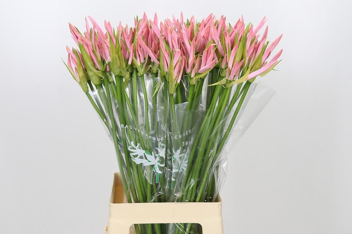 <h4>Nerine Vesta K</h4>