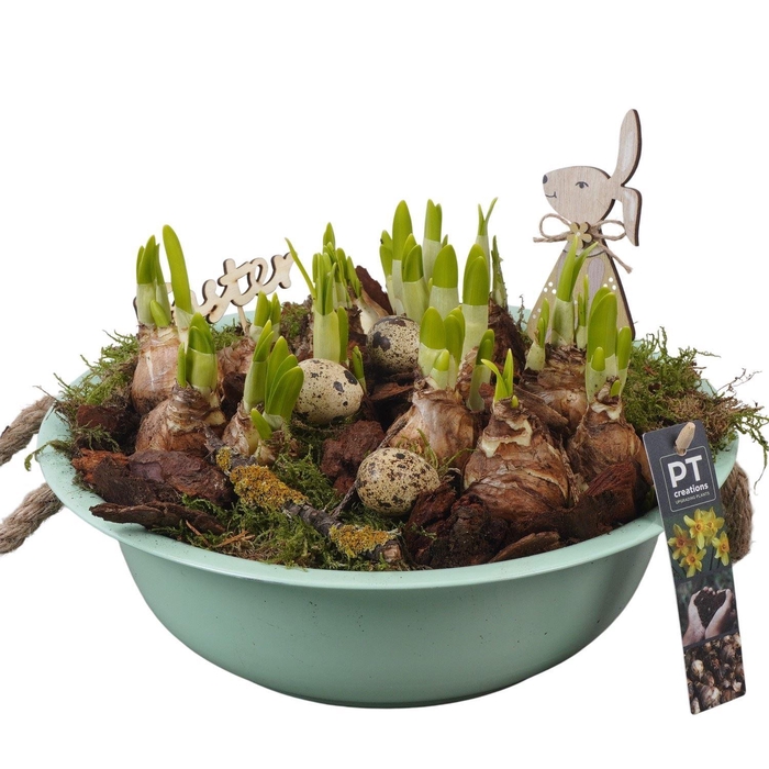 <h4>Arr. Narcissus Tete Tete L%</h4>