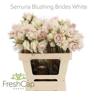 Serruria Blushing Brides White 4-5 Flwrs