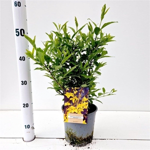 Forsythia intermedia 'Minigold'