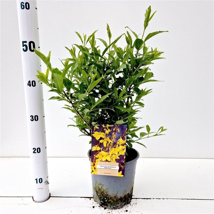 <h4>Forsythia intermedia 'Minigold'</h4>