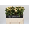 Paeonia Duchesse De Nemours