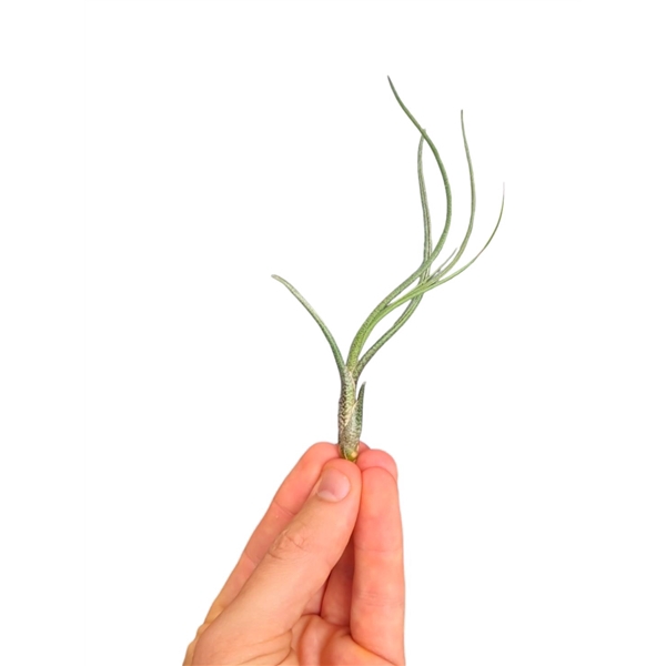 <h4>Tillandsia Butzii bonsai (baby)</h4>