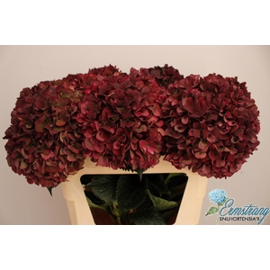 HYDR M MAG PI RUB CL