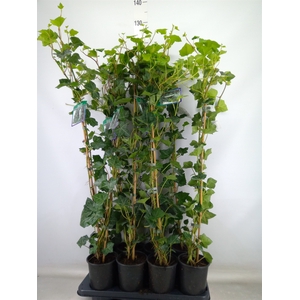 Hedera hibernica