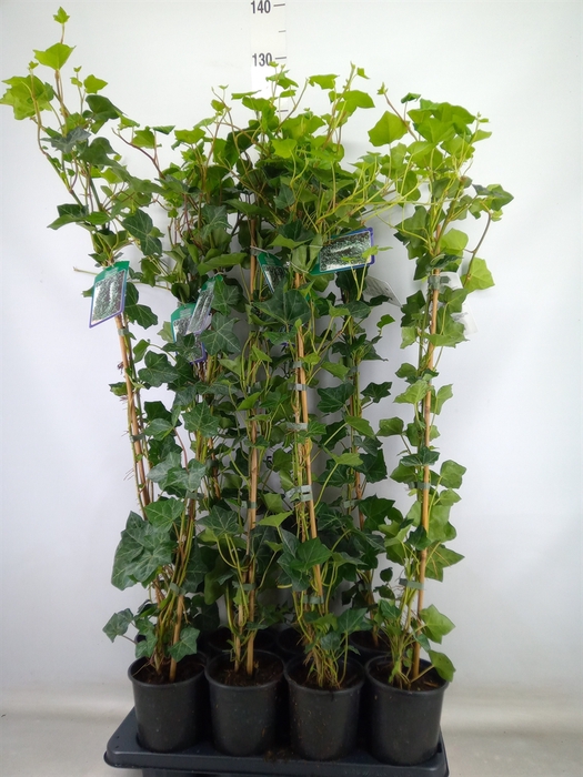 <h4>Hedera hibernica</h4>