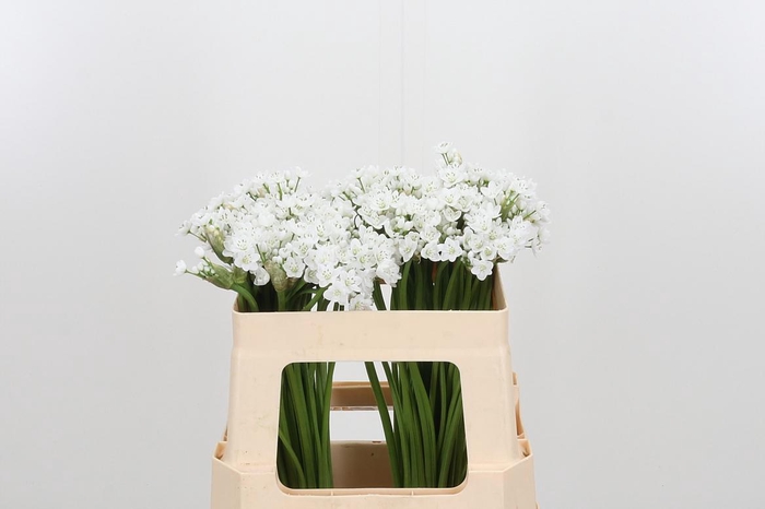 <h4>Allium Flocon</h4>