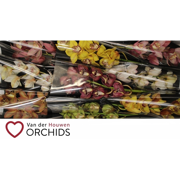 <h4>60 cm Gemengd..</h4>