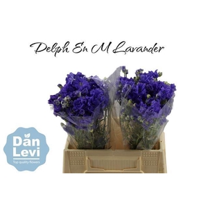DELPH EN M LAVENDER