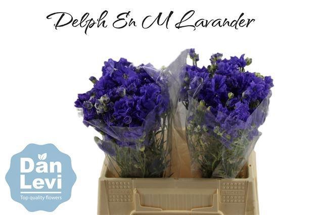 <h4>DELPH EN M LAVENDER</h4>