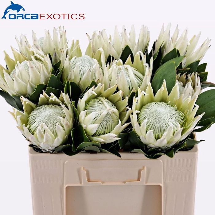 Protea Arctic Ice