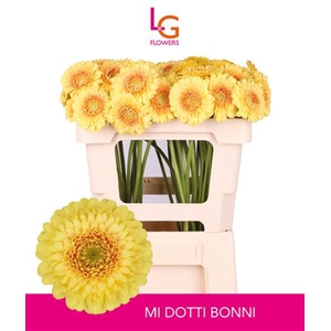 GE MB DOTTI BONNI