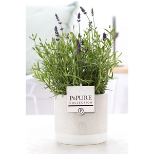 Lavandula Hidcote in P&PURE Jade pot