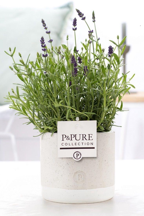 <h4>Lavandula Hidcote in P&PURE Jade pot</h4>