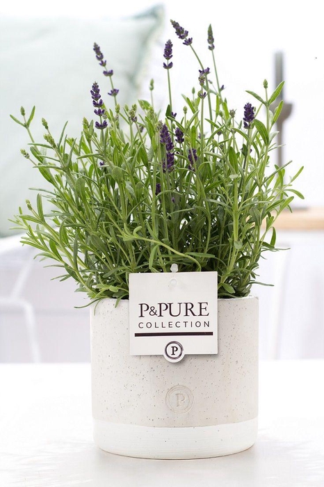 <h4>Lavandula Hidcote in P&PURE Jade pot</h4>