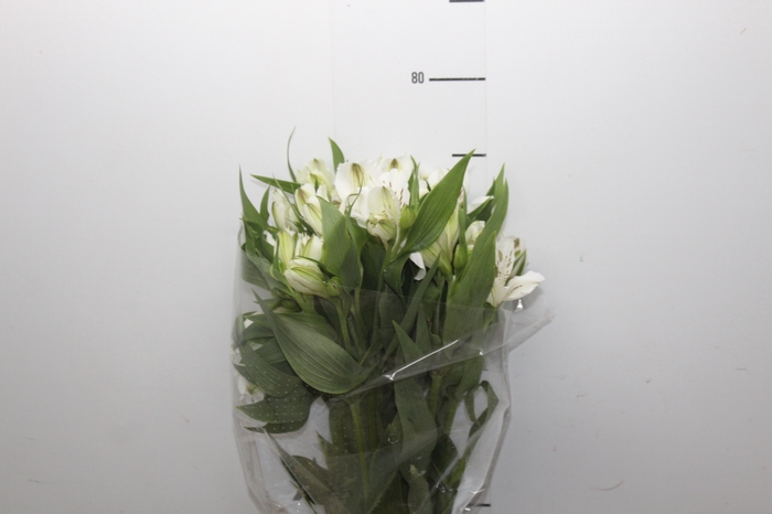 <h4>ALSTROEMERIA AKEMI 080 CM</h4>