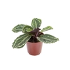 CALATHEA ROSEA-PICTA P12