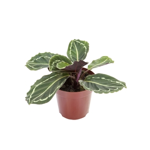 CALATHEA ROSEA-PICTA P12