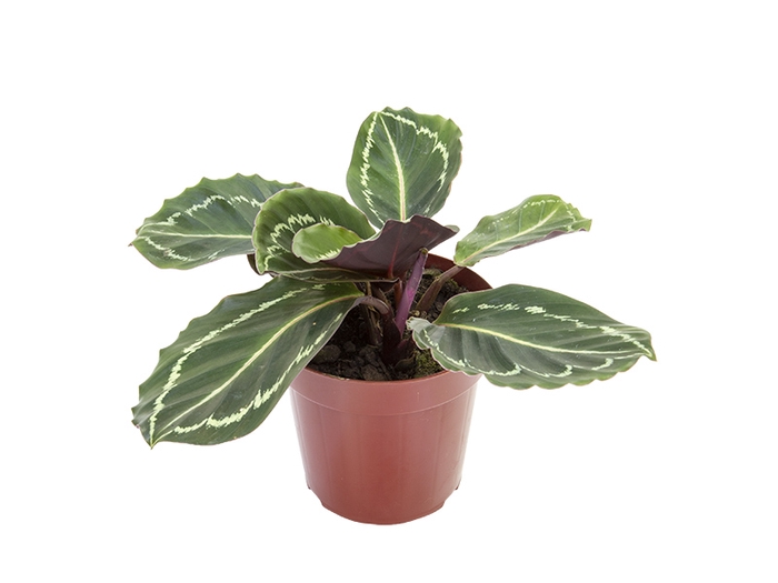 CALATHEA ROSEA-PICTA P12