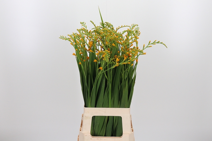 <h4>Crocos Suzanna</h4>