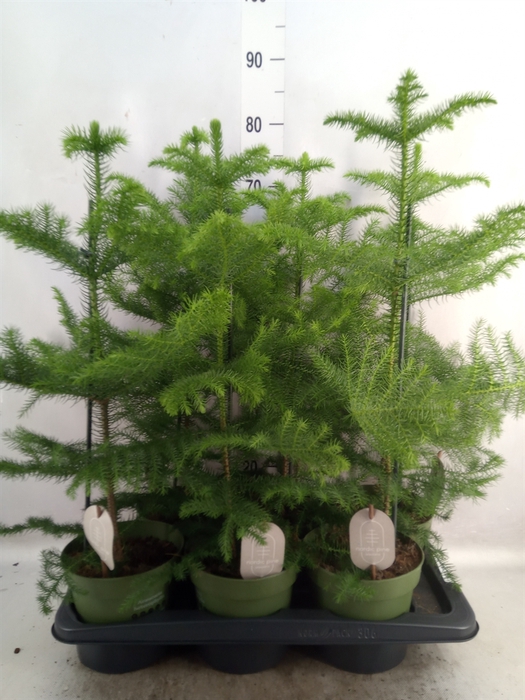 <h4>Araucaria heterophylla</h4>