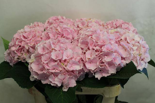 <h4>HYDR M CH VERENA</h4>